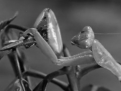 1955 BBC TV Zoo Quest to West Africa – David Attenborough. The Cricket and the Mantis.