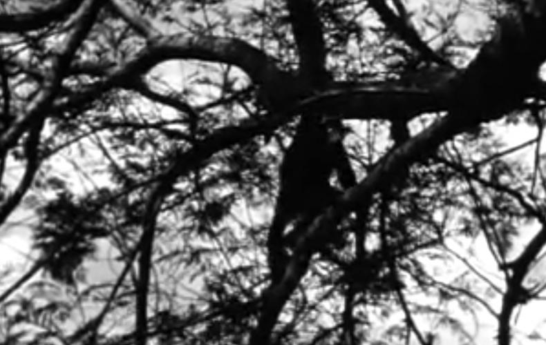 1955 BBC TV Zoo Quest to West Africa – David Attenborough – Jane The Chimp