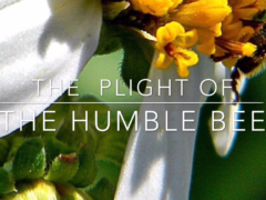 The Plight of the Humble Bee