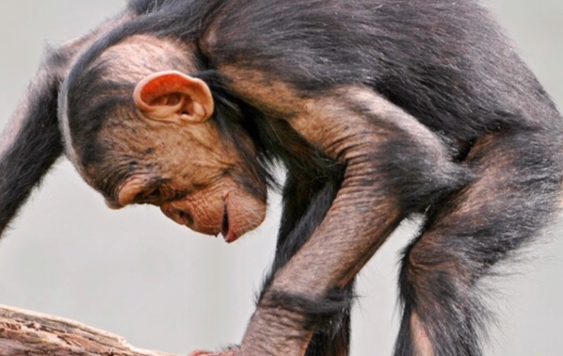 Chimpanzees Mashup